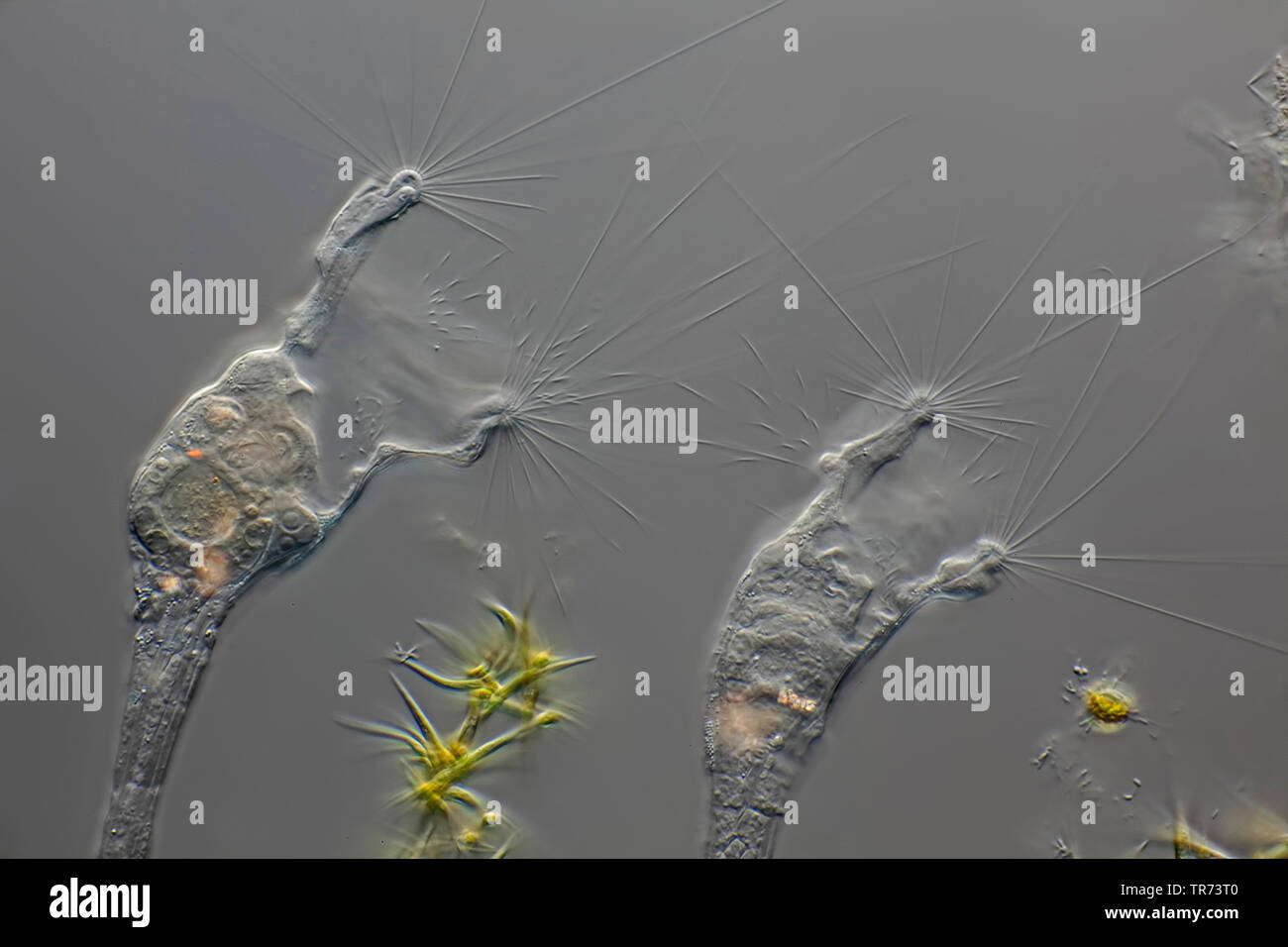 Les rotifères (Collotheca spec.), sur des algues filamenteuses, microscopie en contraste d'interférence différentielle, x 100, Allemagne Banque D'Images