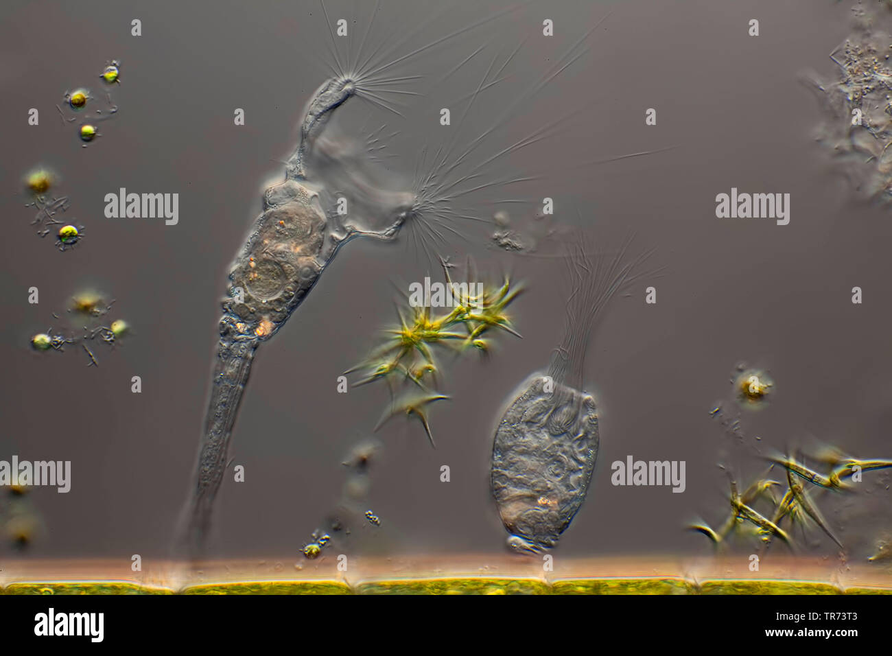 Les rotifères (Collotheca spec.), sur des algues filamenteuses, microscopie en contraste d'interférence différentielle, x 80, Allemagne Banque D'Images