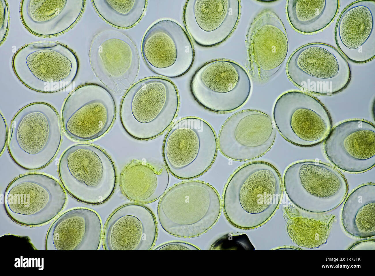 Lily (Lilium spec.), le pollen d'un lis, d'un microscope à contraste de phase, x 100, Allemagne Banque D'Images