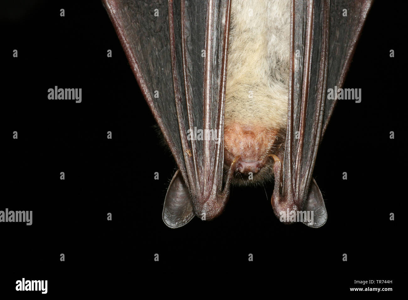 Une plus grande chauve-souris de la souris, Grand Mouse-Eared (Myotis myotis), suspendu à corps perdu dans une grotte, Allemagne Banque D'Images