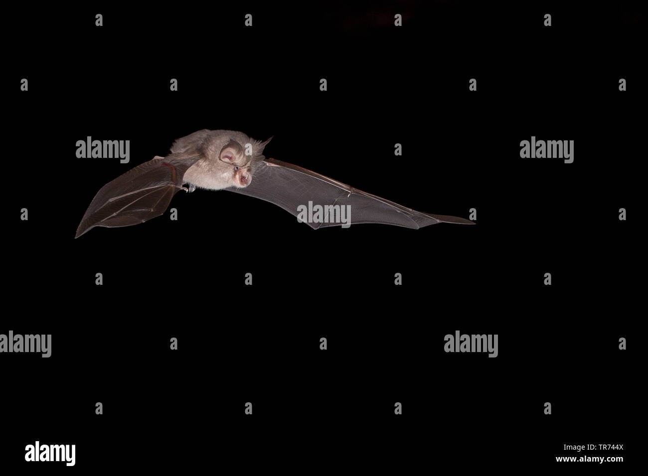 Petit rhinolophe (Rhinolophus hipposideros), chasse de nuit, Bulgarie, Rhodopes Banque D'Images