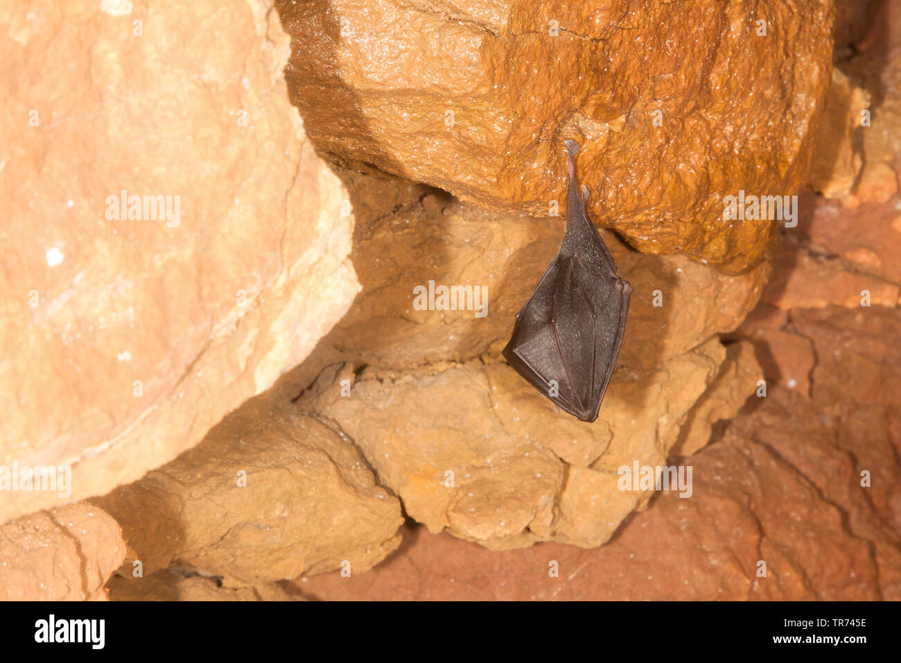 Petit rhinolophe (Rhinolophus hipposideros), l'hibernation dans une grotte au plafond, France Banque D'Images