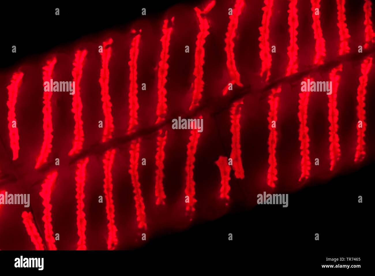 La soie de l'eau, mermaid's tresses, une couverture contre les mauvaises herbes (Spirogyra spec.), Image fluorescente de l'eau avec des soies, des chloroplastes en spirales x 140, Allemagne Banque D'Images