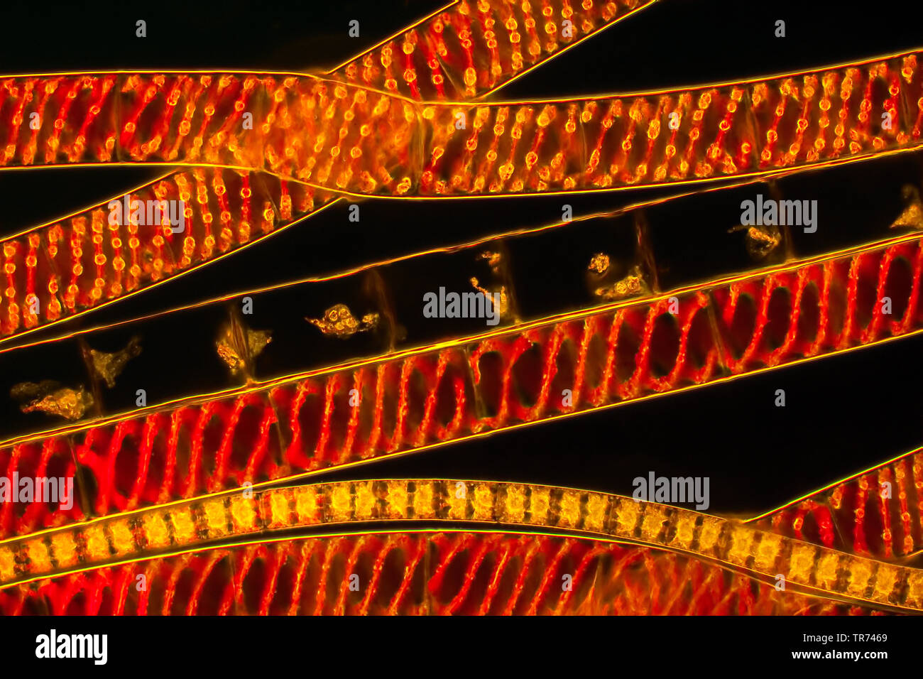 La soie de l'eau, mermaid's tresses, une couverture contre les mauvaises herbes (Spirogyra spec.), Image fluorescente de soies de l'eau, x 120, Allemagne Banque D'Images