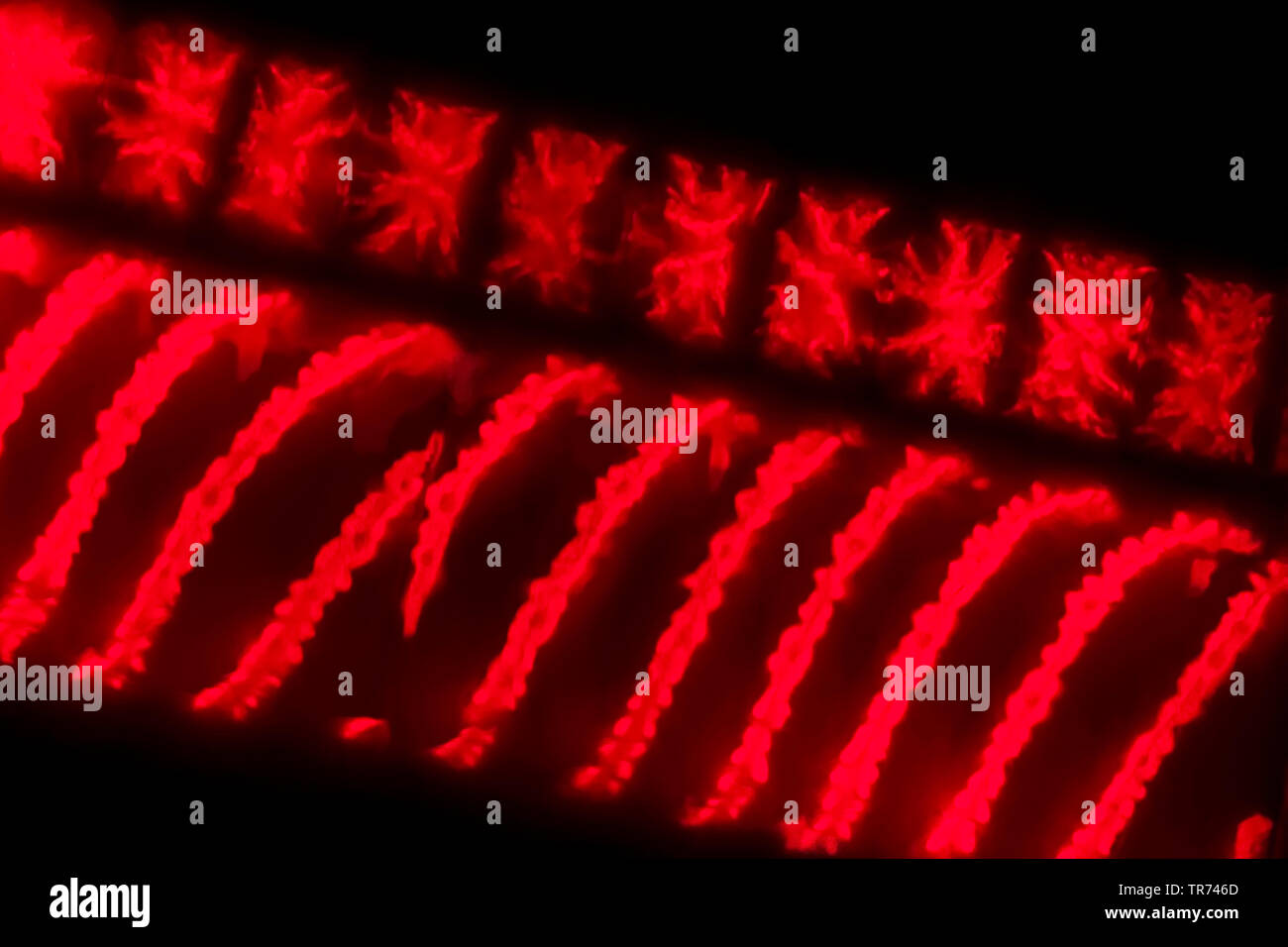 La soie de l'eau, mermaid's tresses, une couverture contre les mauvaises herbes (Spirogyra spec.), Image fluorescente de l'eau avec des soies, des chloroplastes en spirales x 140, Allemagne Banque D'Images