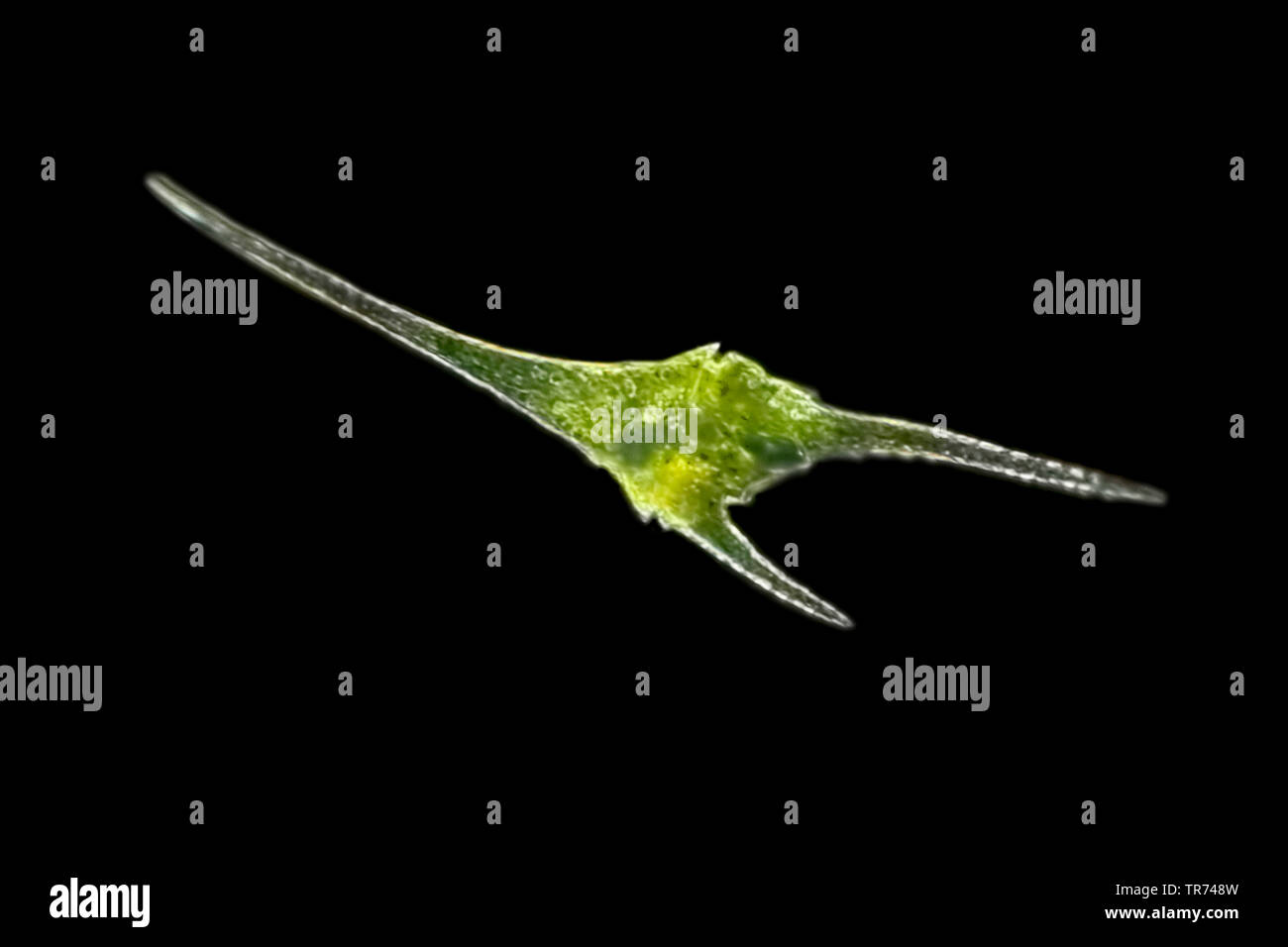 Dinoflagellé dans dark field, x 140, Allemagne Banque D'Images