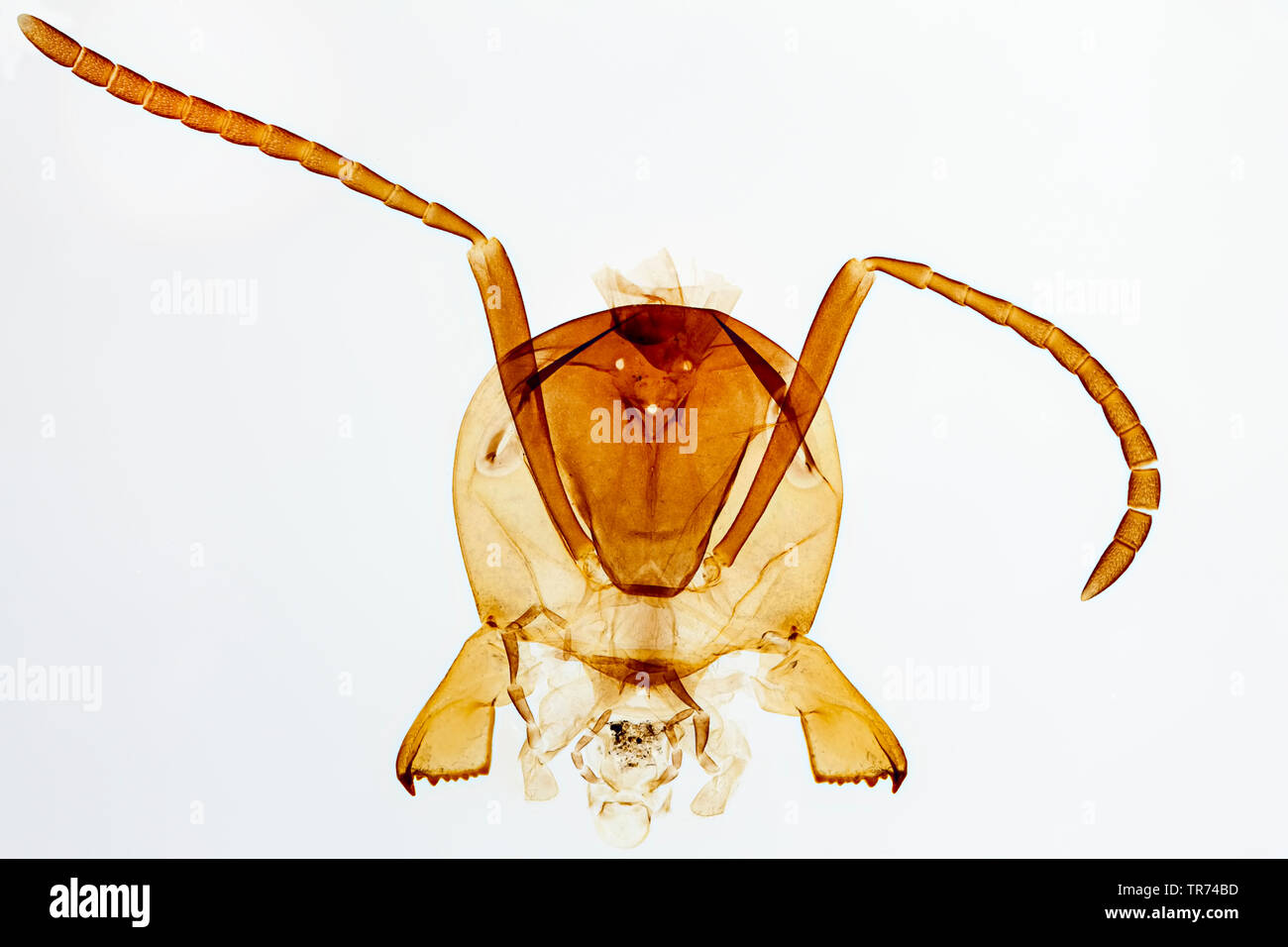Les fourmis (Formicidae), chef d'une fourmi au microscope optique Banque D'Images