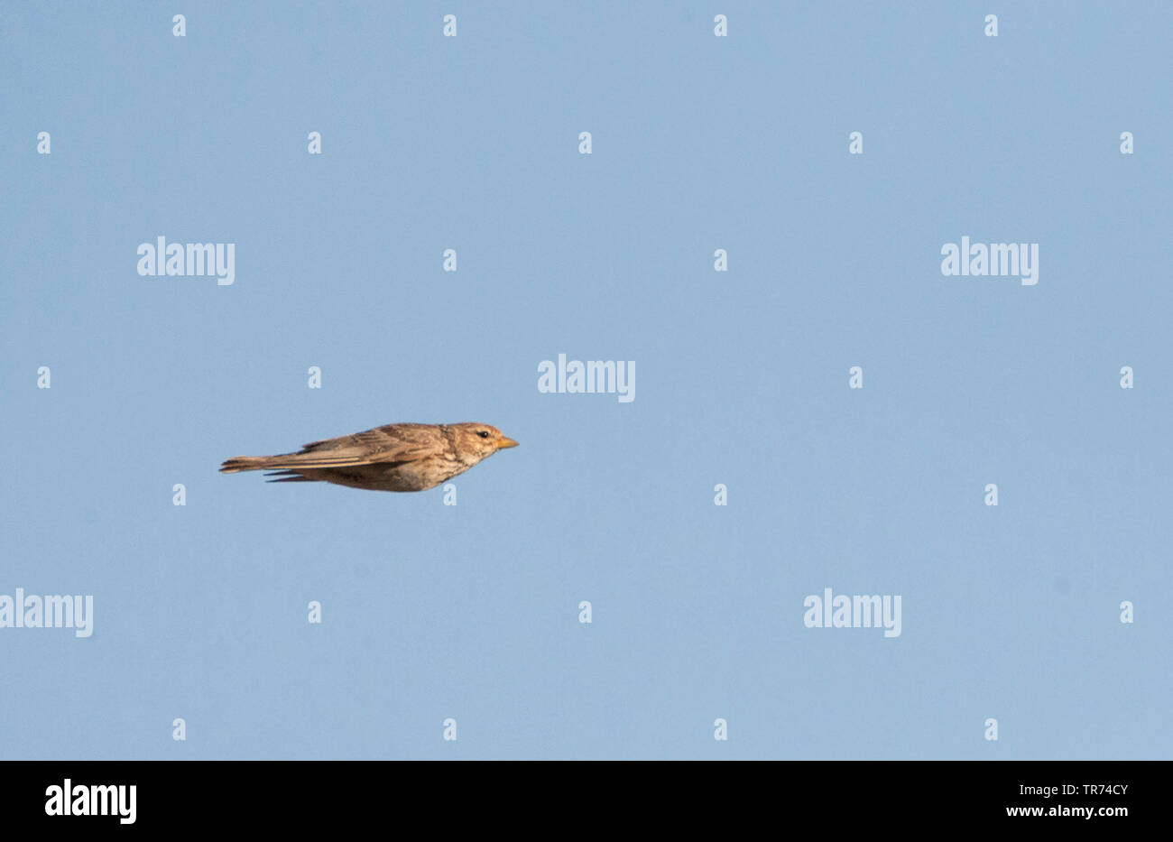 Moindre circaète Jean-lark (Calandrella rufescens, apetzii apetzii Calandrella), voler, Espagne, Belchite Banque D'Images