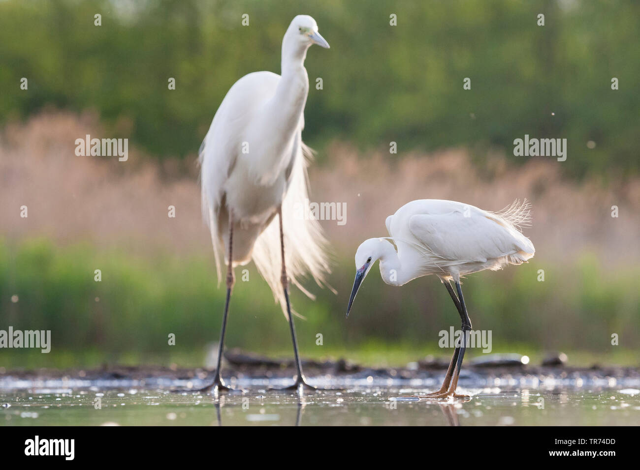 Aigrette garzette (Egretta garzetta), la chasse au trou dans la glace avec grande aigrette en arrière-plan, la Hongrie Banque D'Images