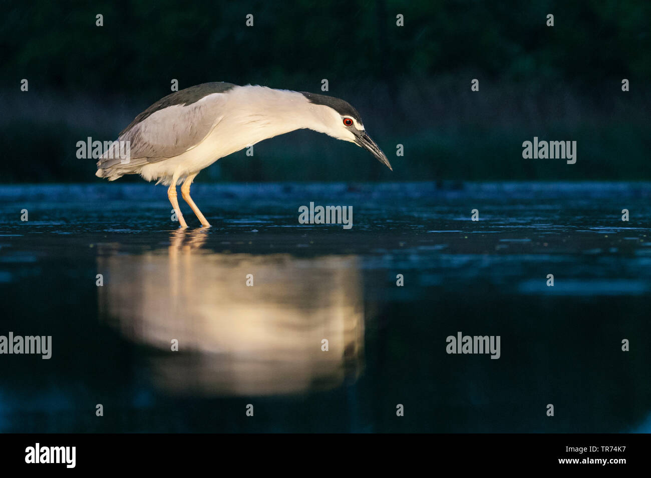 Bihoreau gris (Nycticorax nycticorax), la recherche de nourriture la nuit, Hongrie Banque D'Images