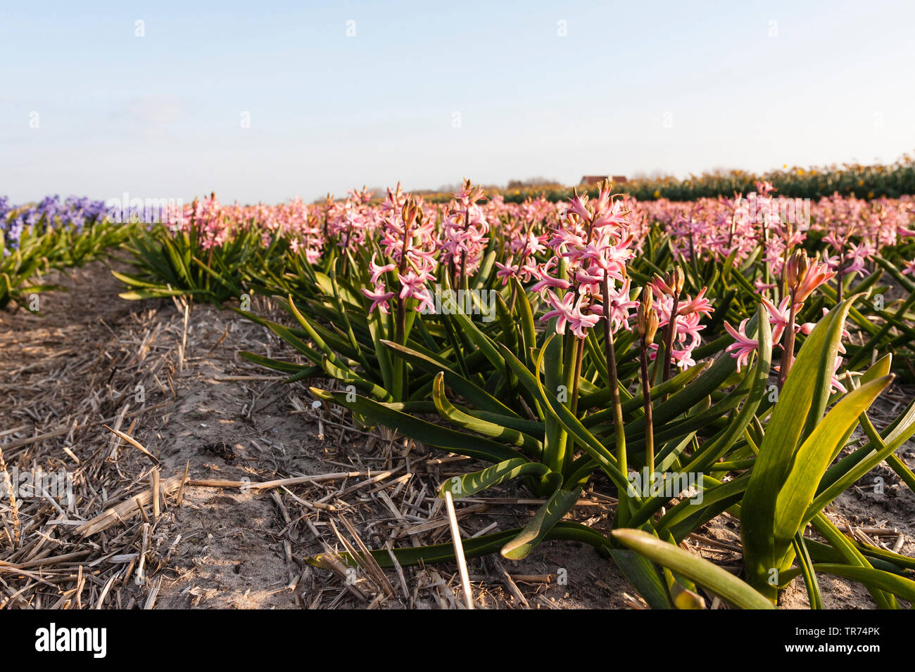 Jacinthe (Hyacinthus orientalis), champ de l'ampoule avec différentes couleurs des jacinthes, Pays-Bas, nord des Pays-Bas Banque D'Images