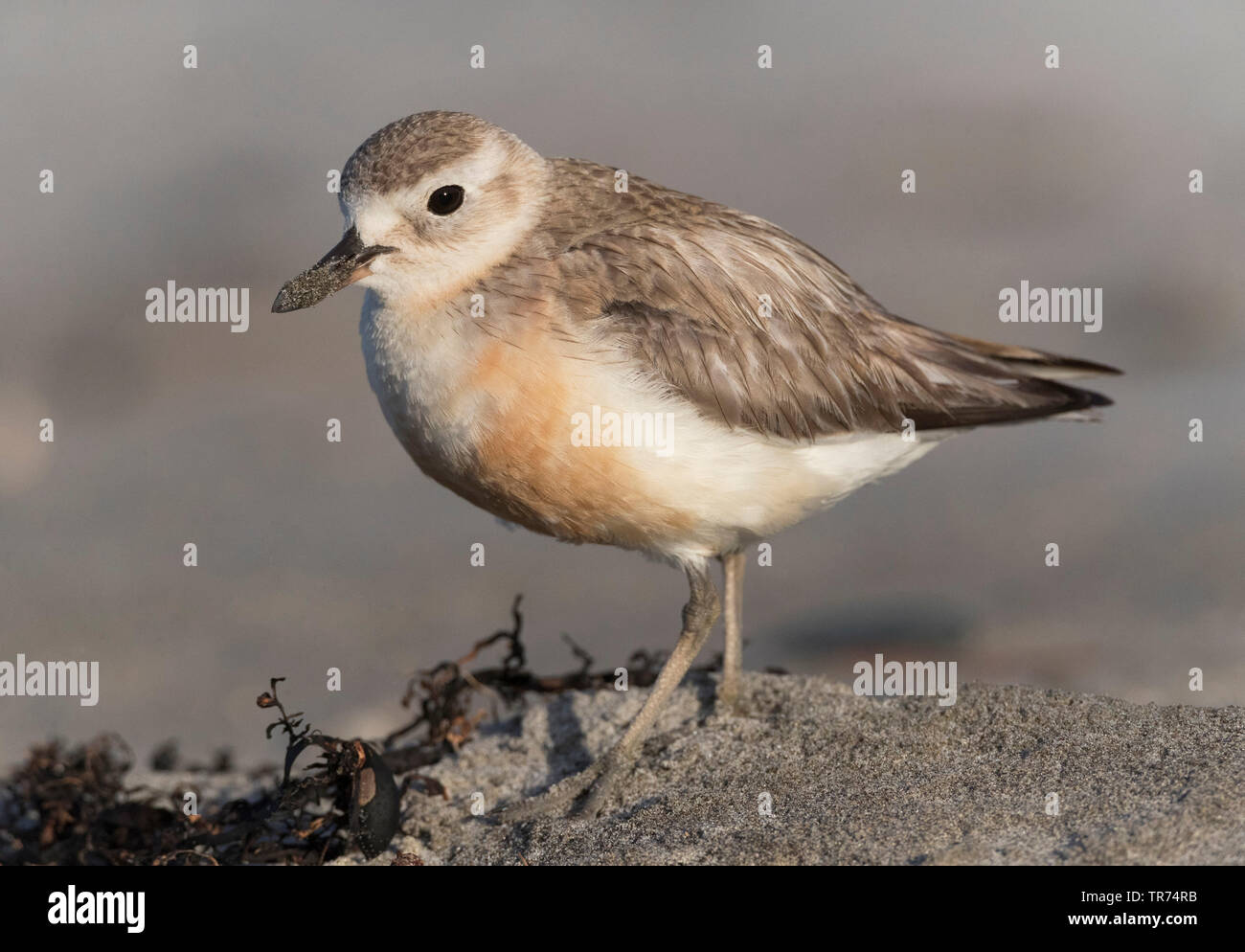 La NOUVELLE ZELANDE, le pluvier siffleur à poitrine rouge, « récent de Nouvelle-Zélande (Charadrius obscurus), Nouvelle-Zélande, île du Nord, parc régional de Tawharanui, péninsule Tawharanui Banque D'Images
