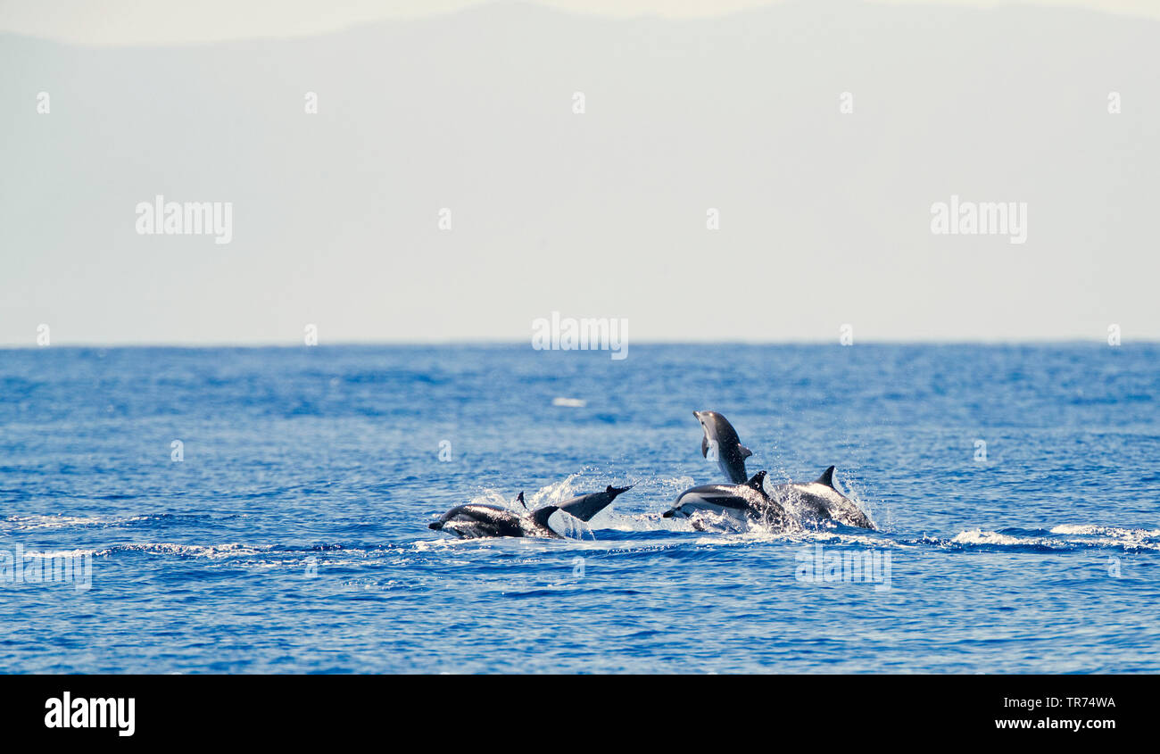 Dauphin bleu, bleu-blanc, Dolphin Dolphin Euphrosyne (Stenella coeruleoalba), Açores, Graciosa Banque D'Images