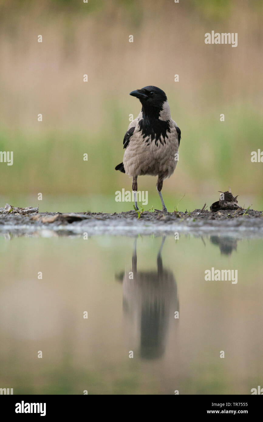 Hooded crow (Corvus corone cornix, Corvus cornix), rester à bord de l'eau, Hongrie Banque D'Images