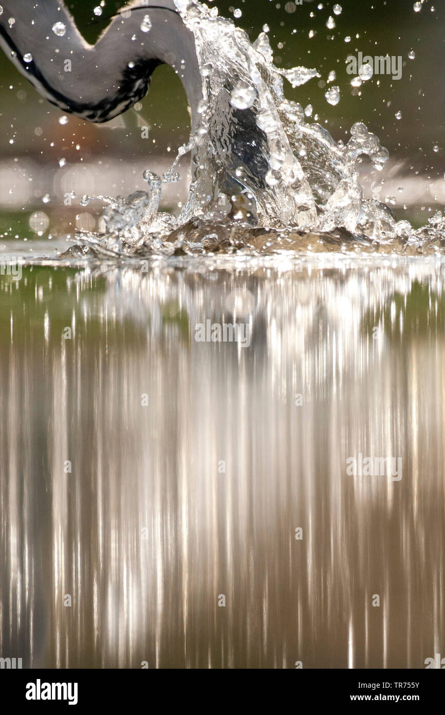 Héron cendré (Ardea cinerea), la recherche de nourriture dans l'eau, la Hongrie Banque D'Images