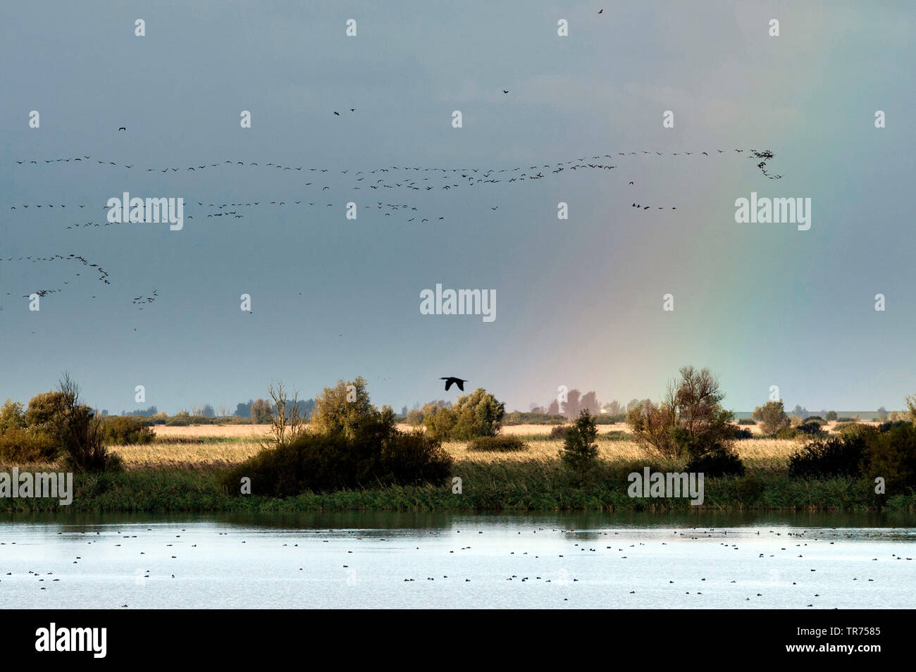 Grand Cormoran (Phalacrocorax carbo), la migration des oiseaux au-dessus de Oostvaardersplassen, Pays-Bas, Flevoland, Oostvaardersplassen Banque D'Images