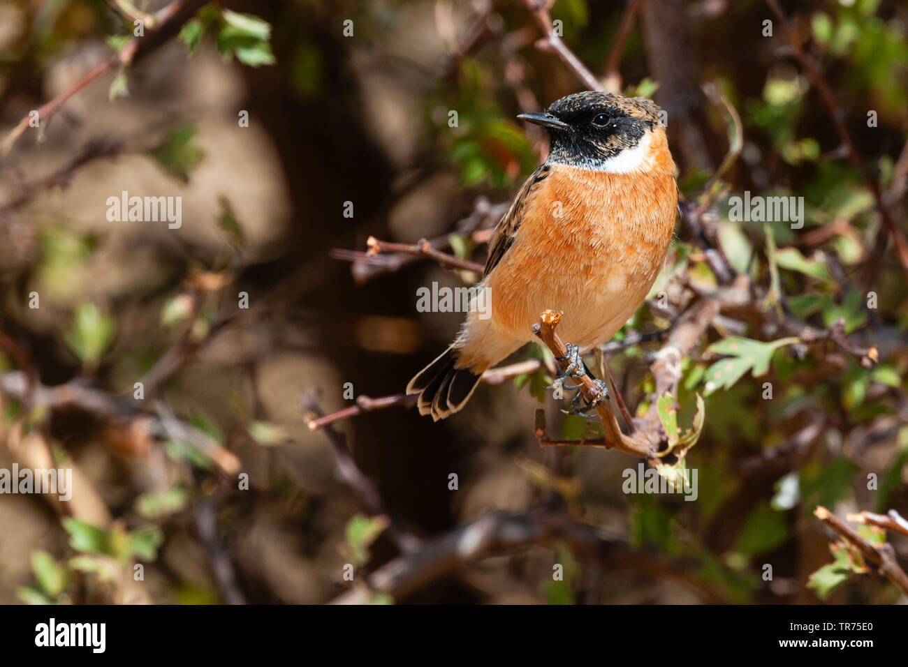 Stonechat Sibérie asiatique, stonechat (Saxicola maurus), assis sur une branche, le Kazakhstan, Zhabagly Banque D'Images