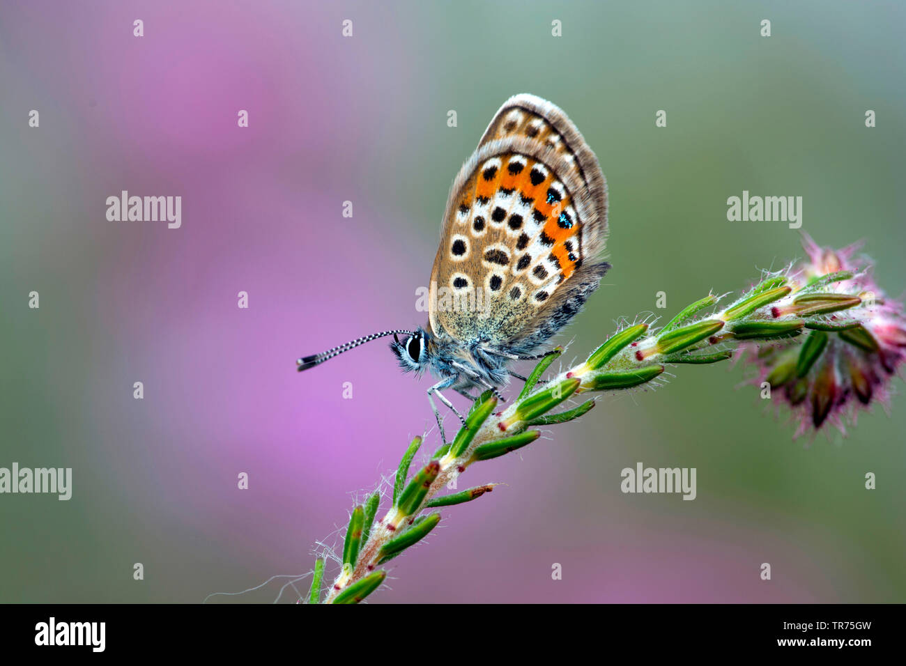 L'argent bleu étoilé (Plebejus argus, Plebeius argus), sitzen sur Heather Bell, Pays-Bas Banque D'Images