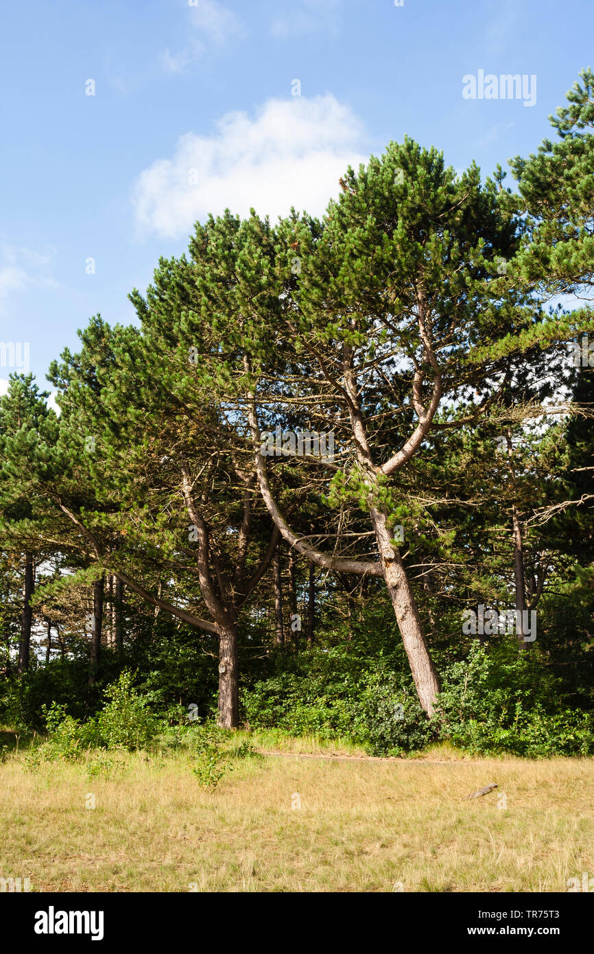 Pin sylvestre, le pin sylvestre (Pinus sylvestris), dans des forêts de conifères village Bergen, Pays-Bas, Pays Bas du Nord, Bergen Banque D'Images