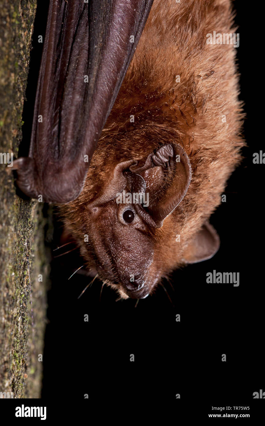 Noctule (Nyctalus noctula), accroché à un tronc d'arbre, Pays-Bas Banque D'Images