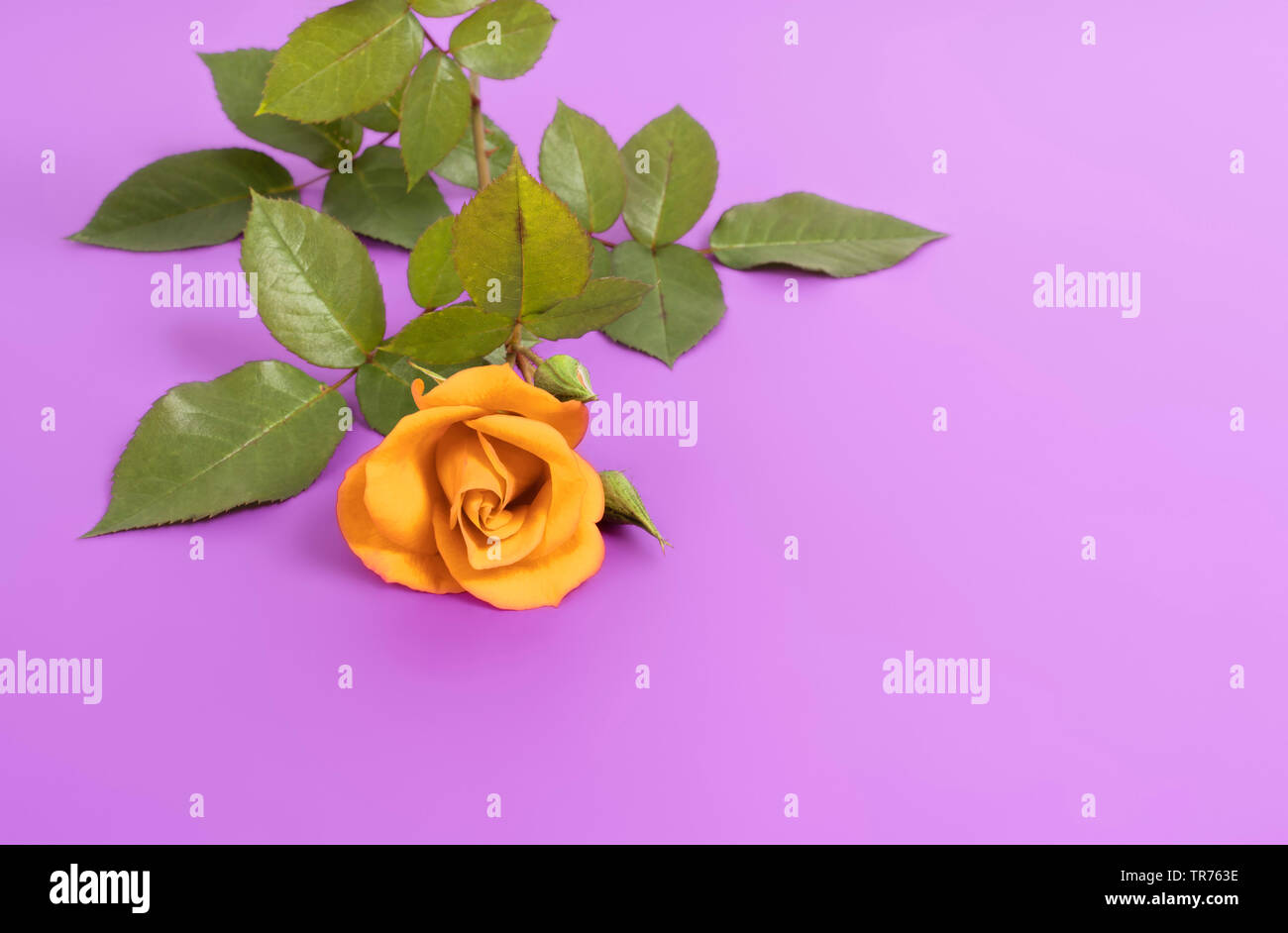 Rose orange sur fond violet, Bundesrepublik Deutschland Banque D'Images