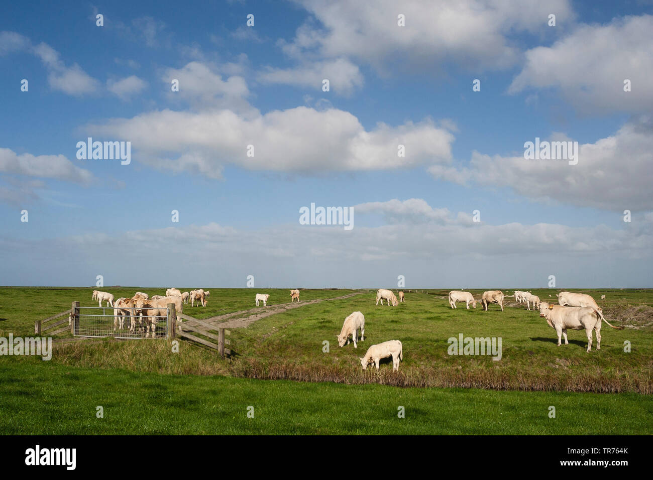 Les bovins domestiques (Bos primigenius f. taurus), troupeau de vaches au pâturage, digues, Frise, Pays-Bas Westhoek Banque D'Images