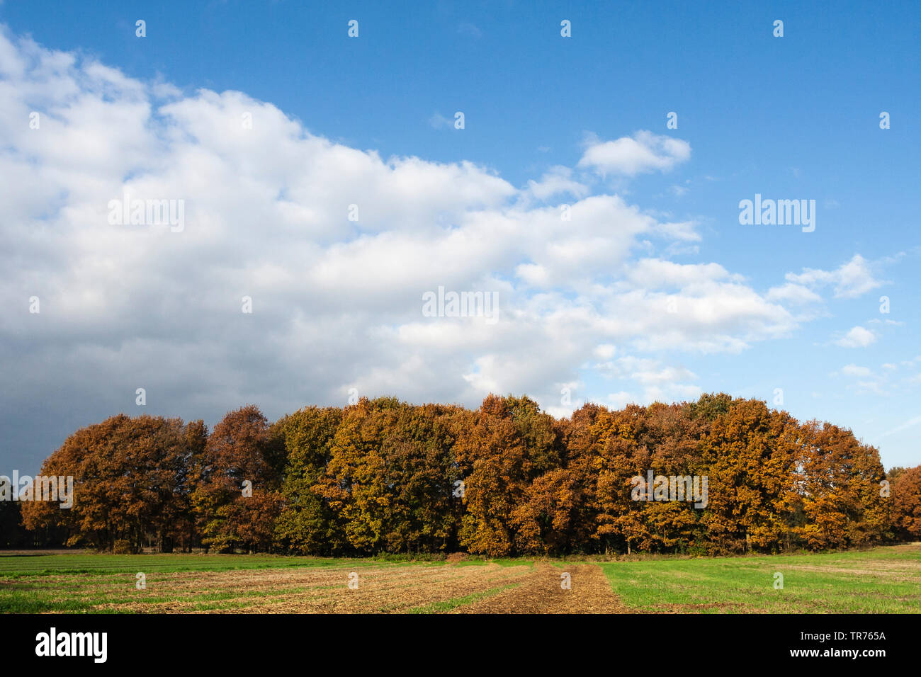 Forêt à Het Gooi en automne, les Pays-Bas, le nord de l'Hollande, Het Gooi Banque D'Images