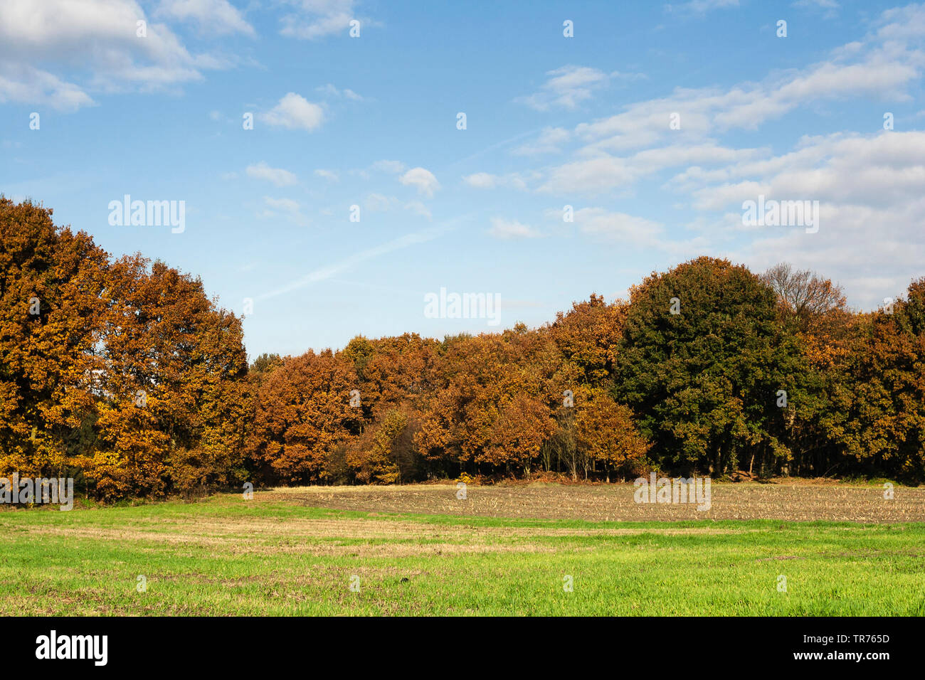 Forêt à Het Gooi en automne, les Pays-Bas, le nord de l'Hollande, Het Gooi Banque D'Images