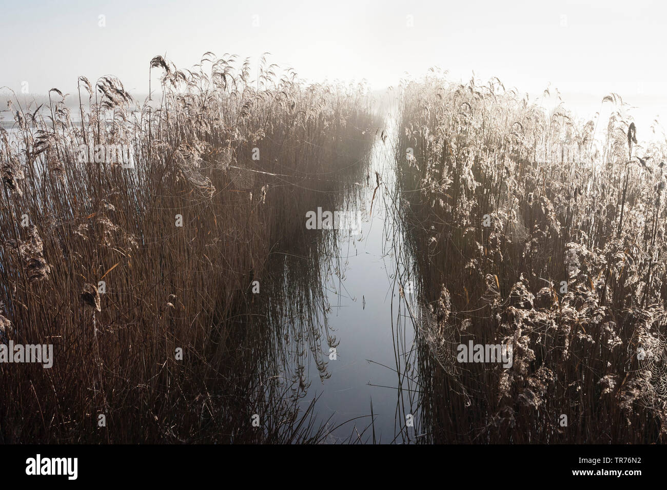 Le calamagrostis, roseau commun (Phragmites communis, Phragmites australis), Groene Jonker au printemps, Pays-Bas, Hollande-du-Sud, Groene Jonker Banque D'Images