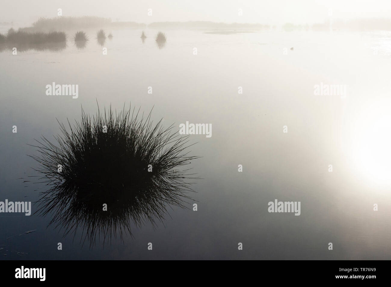 Rush commune, soft, rush rush tourbière (Juncus effusus), Groene Jonker au printemps, Pays-Bas, Hollande-du-Sud, Groene Jonker Banque D'Images