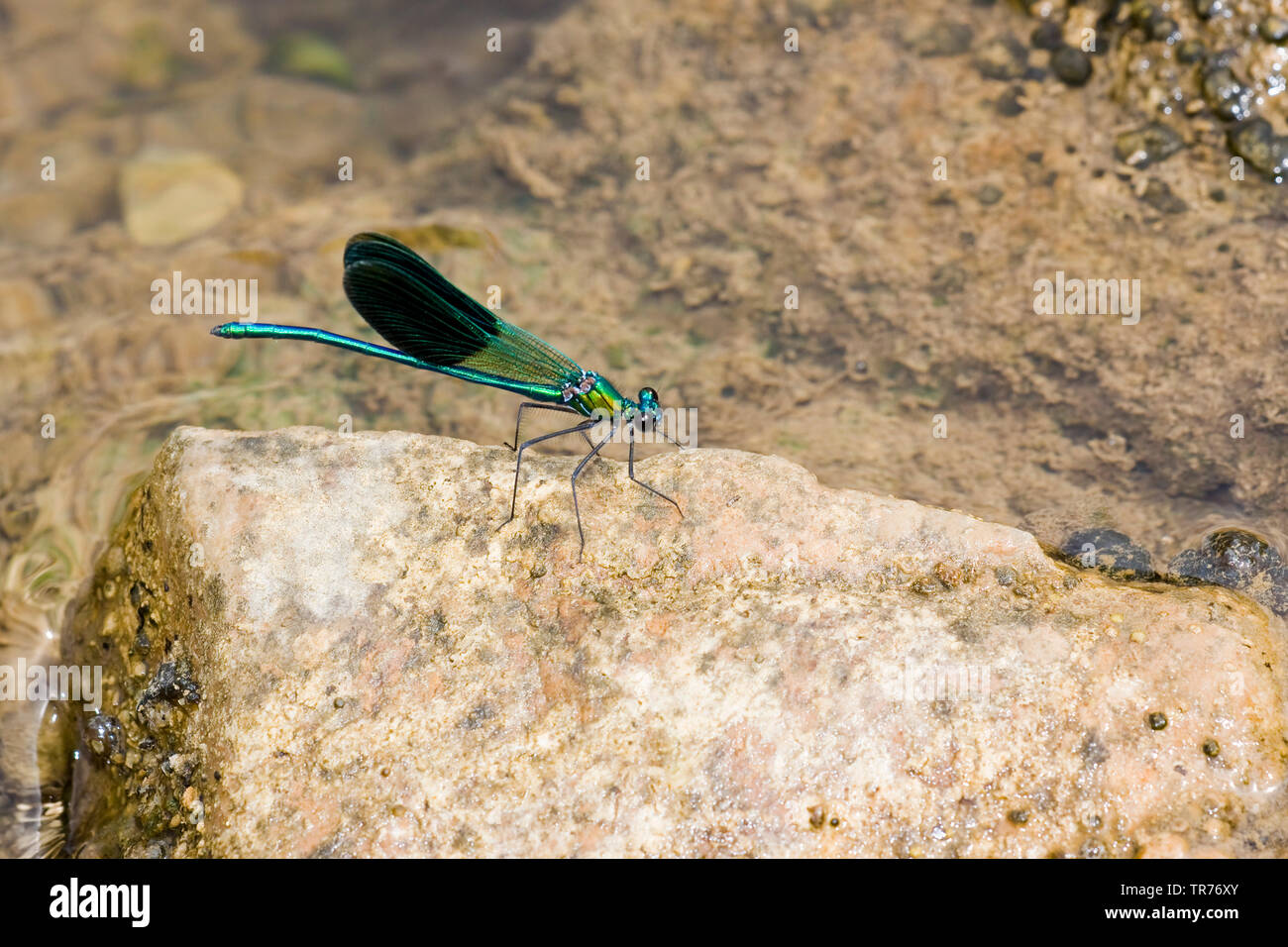 Western, demoiselle à queue jaune demoiselle (Calopteryx xanthostoma), sur un rocher, France Banque D'Images