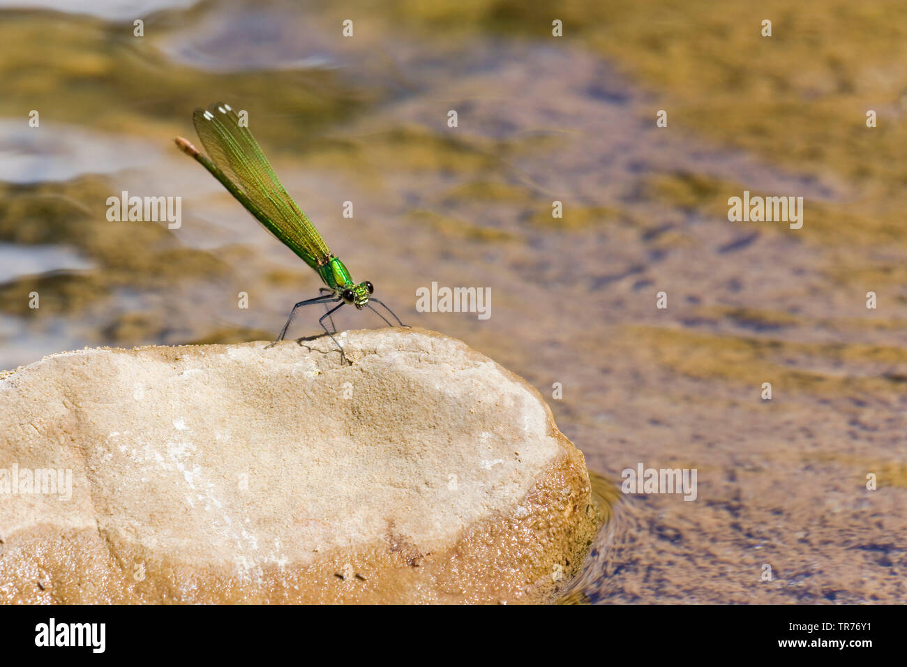 Western, demoiselle à queue jaune demoiselle (Calopteryx xanthostoma), sur un rocher, France Banque D'Images