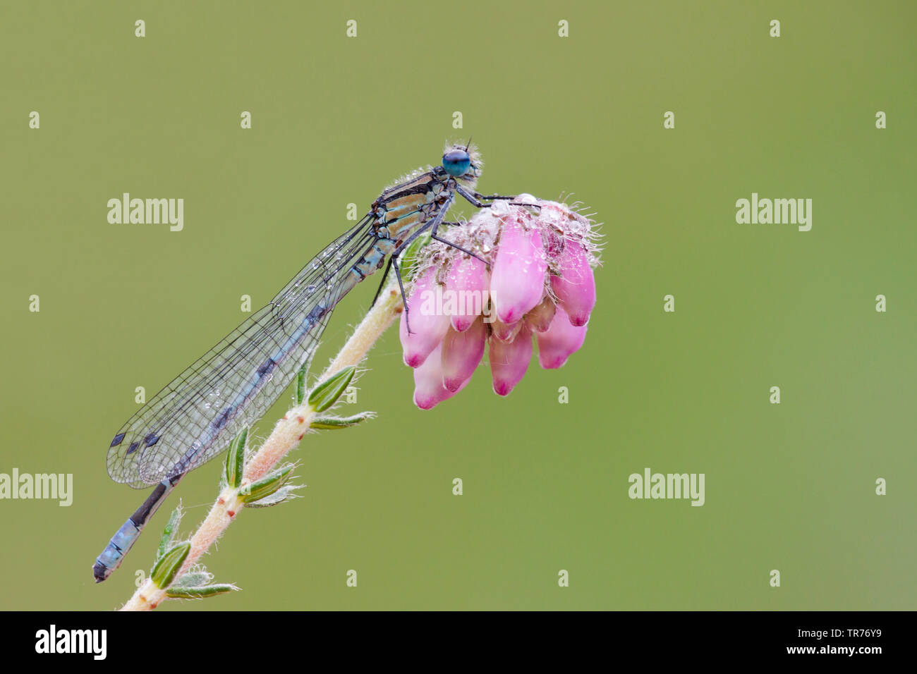 Coenagrion, commune de demoiselles Azure (Coenagrion puella), sur une fleur, Pays-Bas Banque D'Images