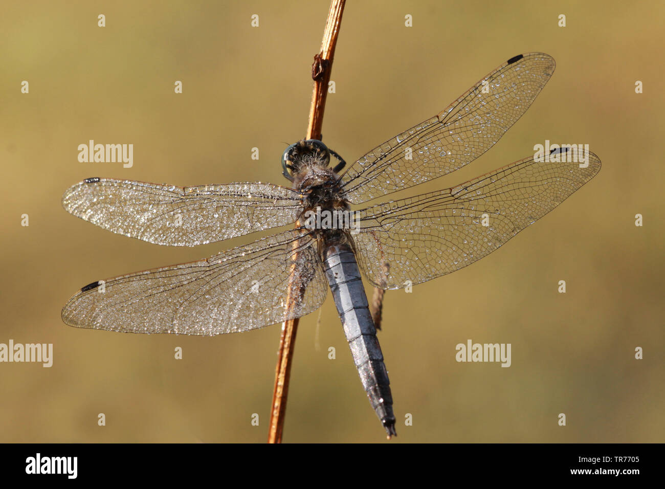 Black-tailed skimmer (Orthetrum cancellatum), Pays-Bas Banque D'Images