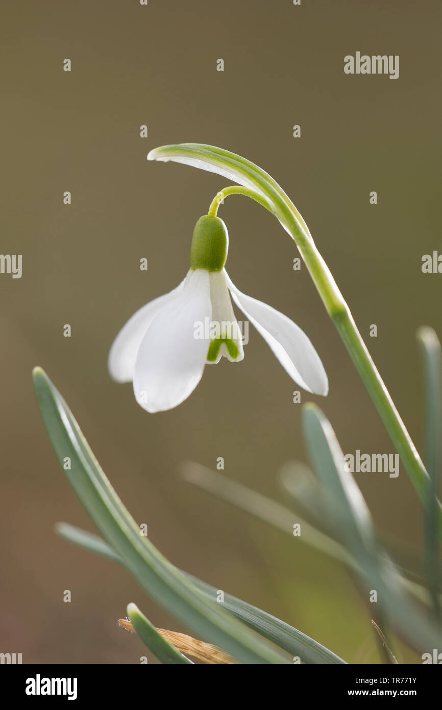 Snowdrop Galanthus nivalis (commune), fleur, Pays-Bas Banque D'Images