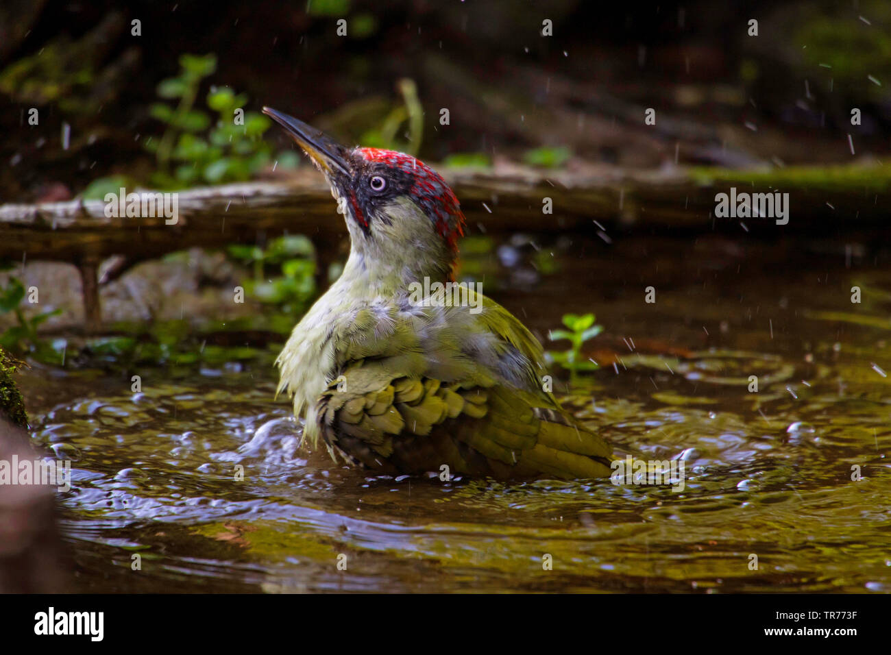 Pic Vert (Picus viridis), la baignade dans un étang peu de forêts, la Suisse, Sankt Gallen Banque D'Images