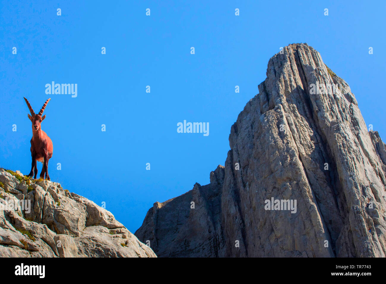 Bouquetin des Alpes (Capra ibex, Capra ibex ibex), debout sur un rocher, la Suisse, l'Alpstein, Saentis Banque D'Images