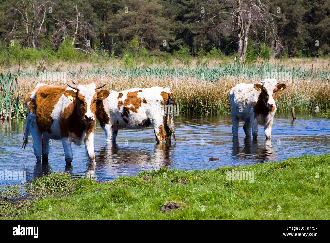 Les bovins domestiques (Bos primigenius f. taurus), les vaches cool eux-mêmes dans le Drenths-Friese Wold, Pays-Bas, Frise Banque D'Images