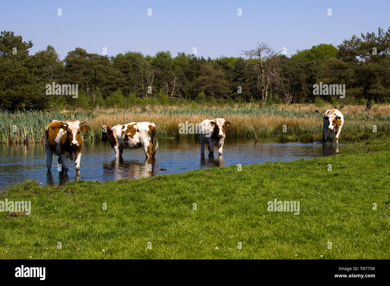 Les bovins domestiques (Bos primigenius f. taurus), les vaches cool eux-mêmes dans le Drenths-Friese Wold, Pays-Bas, Frise Banque D'Images