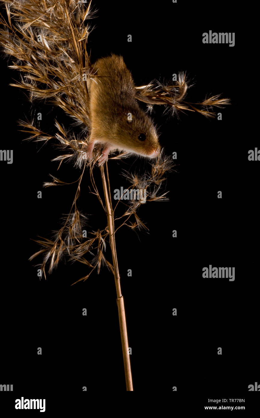 La récolte de l'Ancien Monde (souris Micromys minutus), escalade, tête première à la base de l'oreille moyenne, Pays-Bas Banque D'Images