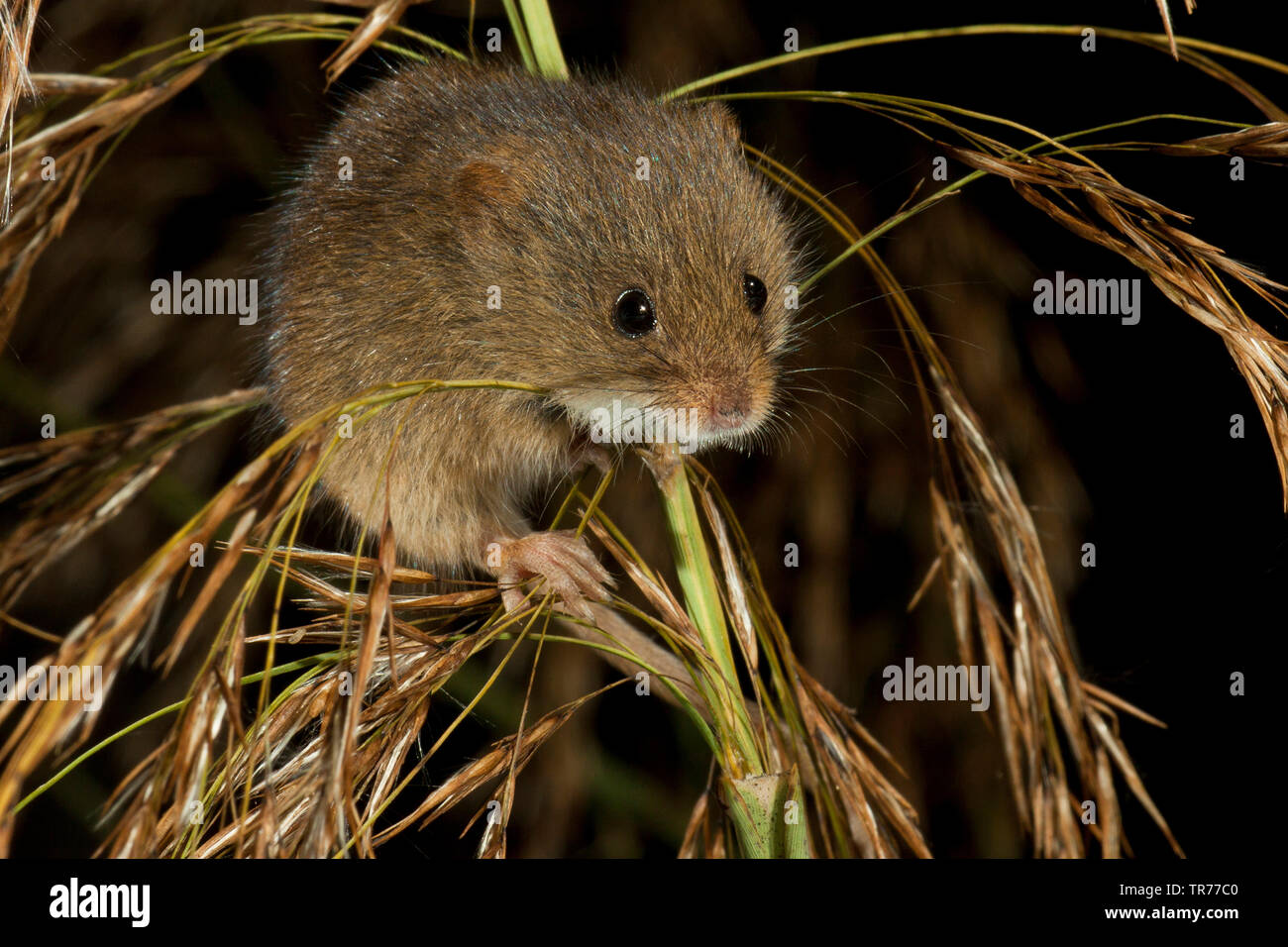 La récolte de l'Ancien Monde (souris Micromys minutus), escalade sur les oreilles de l'herbe, Pays-Bas Banque D'Images