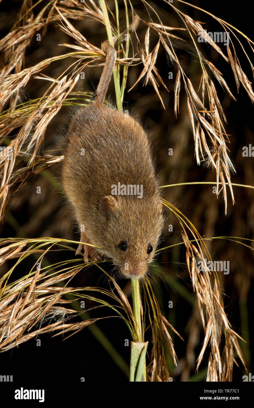 La récolte de l'Ancien Monde (souris Micromys minutus), escalade sur les oreilles de l'herbe, Pays-Bas Banque D'Images