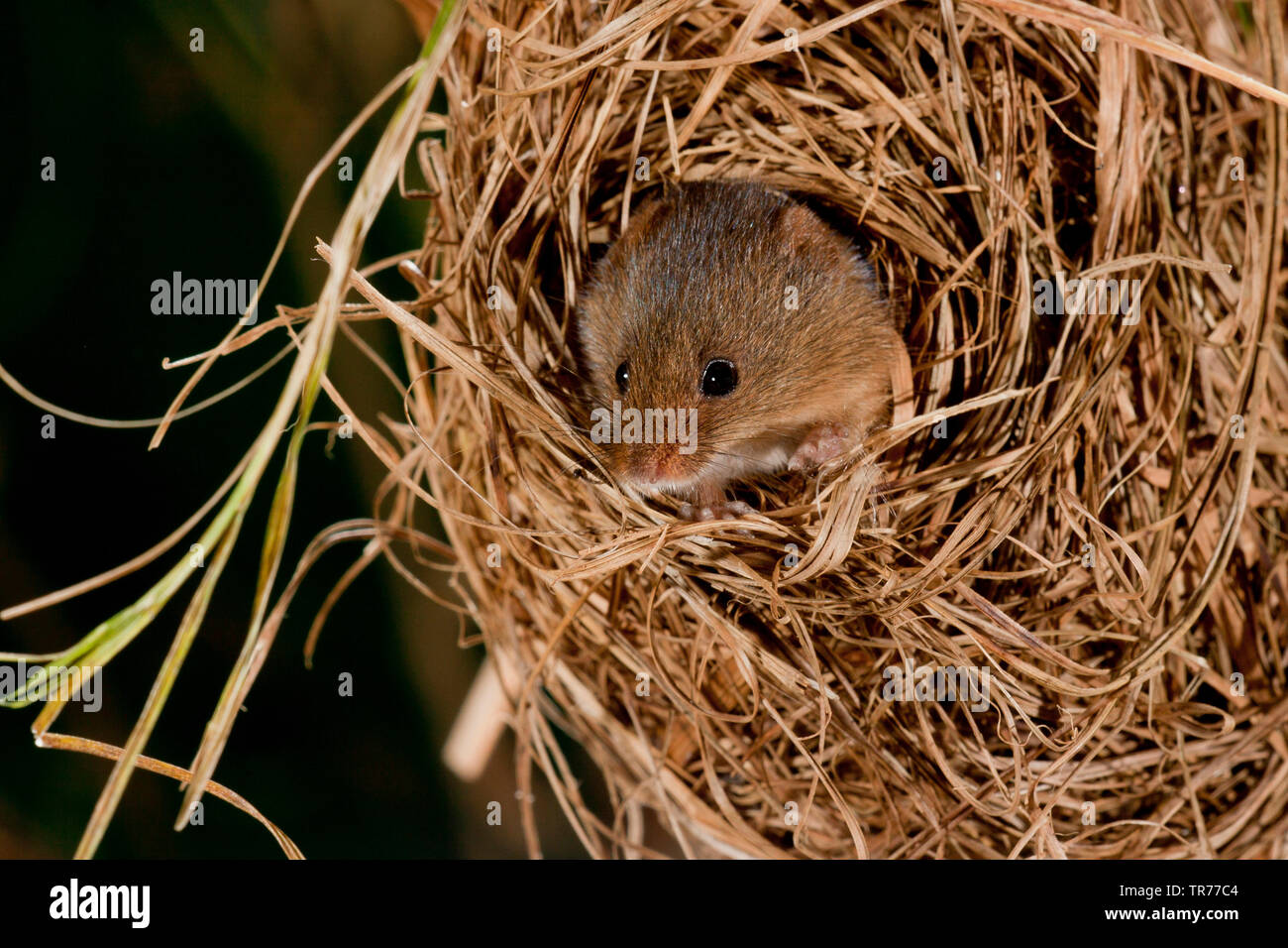 La récolte de l'Ancien Monde (souris Micromys minutus), à la recherche d'un nid de nuit, Pays-Bas Banque D'Images