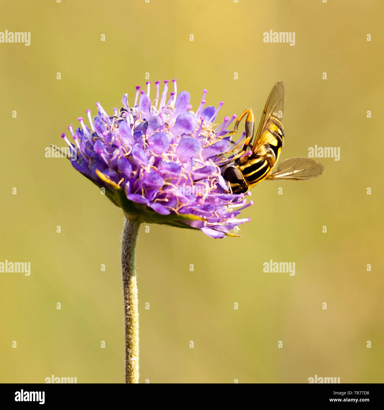 Grand tiger hoverfly (Helophilus trivittatus), sur Devil's Bit Scabious, Succisa pratensis, Pays-Bas Banque D'Images