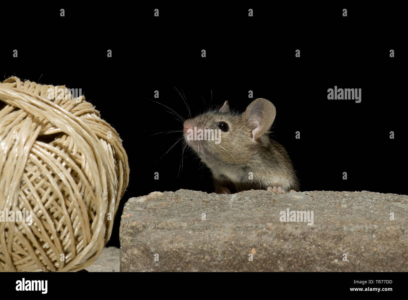 Souris domestique (Mus musculus), à la recherche d'un paquet à bande à un mur, Pays-Bas Banque D'Images