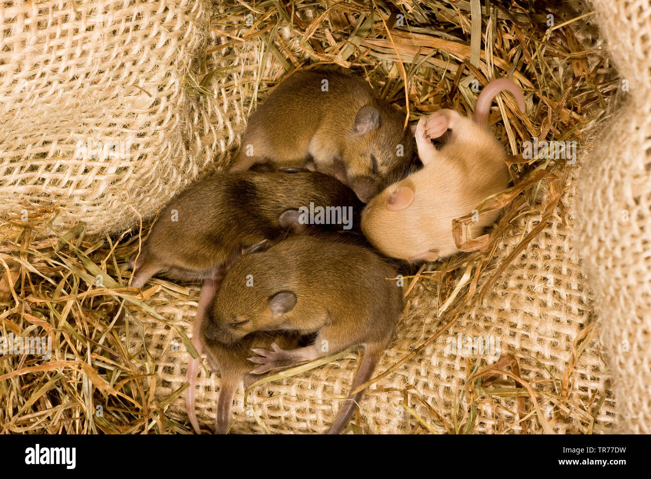 Souris domestique (Mus musculus), dormir les jeunes animaux dans un gunnysack nid, Pays-Bas Banque D'Images