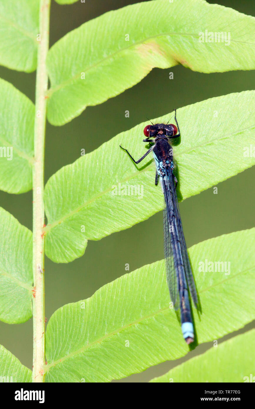 Demoiselle aux yeux rouges (Erythromma najas najas Agrion,), Pays-Bas Banque D'Images