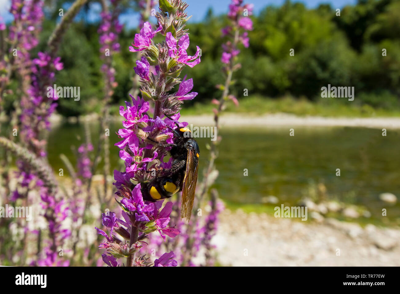 Megascolia maculata (wasp de mammouth, Regiscolia maculata flavifrons flavifrons, Scolia maculata flavifrons), sur-pourpre, la salicaire Lythrum salicaria, France Banque D'Images