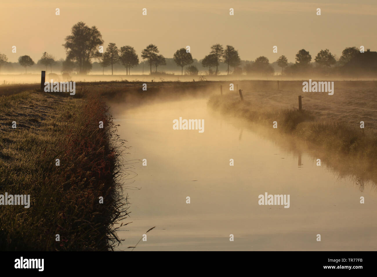 De Olde Maten dans la brume du matin, Pays-Bas Banque D'Images