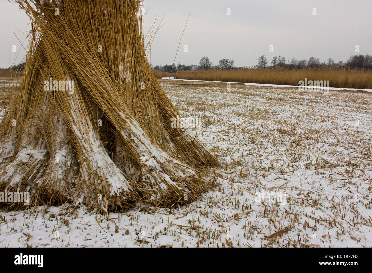 Le calamagrostis, roseau commun (Phragmites communis, Phragmites australis), paquet de roseaux, Pays-Bas, Overijssel, Parc National de Weerribben-Wieden, de Wieden Banque D'Images
